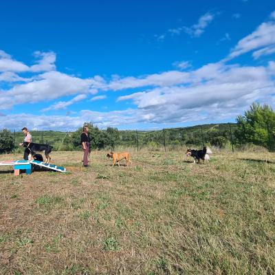Activités ludiques à partager avec son chien près de Montpellier