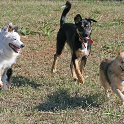 Trouver des copains pour mon chien près de Montpellier