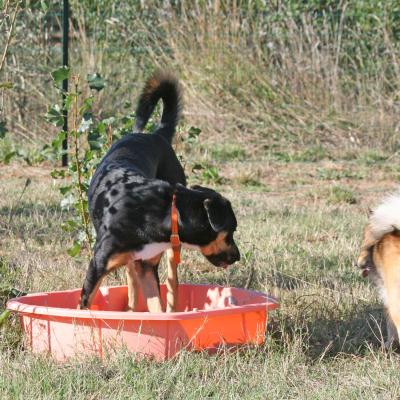 Socialiser son chien près de Montpellier
