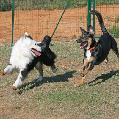 Chiens qui jouent