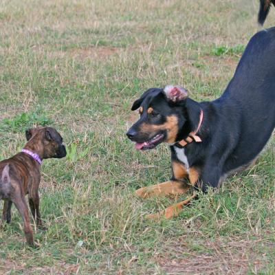 Faire jouer son chien près de Montpellier
