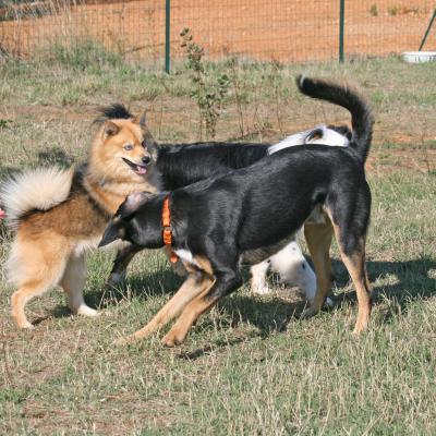 Garde de chiens à la journée à Guzargues