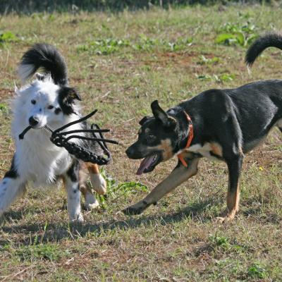 Garderie canine à la journée près de Montpellier