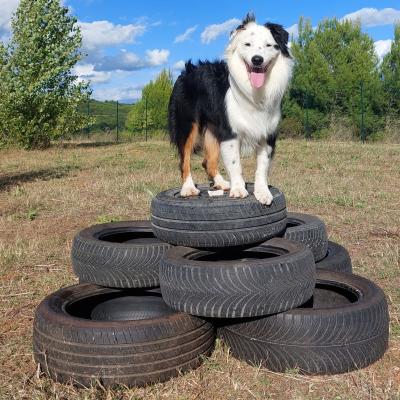 Garderie pour chiens avec des activités
